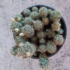Collecion de PaulaVargas11
