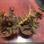 Collecion de Pauu