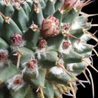 Collecion de Peinado