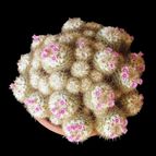 Mammillaria bombycina
