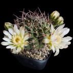 Gymnocalycium schickendantzii