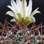 Gymnocalycium schickendantzii
