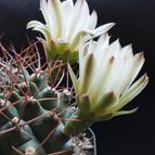 Gymnocalycium schickendantzii
