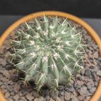 Collecion de Pijverd