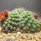 Collecion de Pijverd