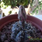 Collecion de Pilta