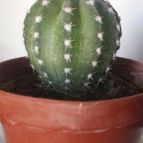 Collecion de Pilusplas