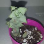Collecion de Pilusplas