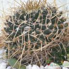 Collecion de Piquina