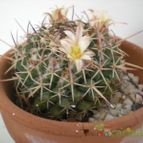 Collecion de Piquina
