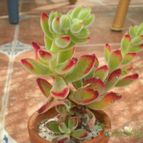 Collecion de Piquina