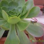 Collecion de Piquina