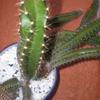 Collecion de Piquina