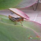 Collecion de Piquina