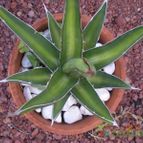 Collecion de Piquina