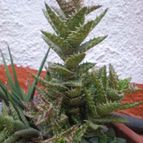 Collecion de Piquina