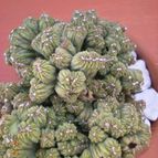 Collecion de Piquina