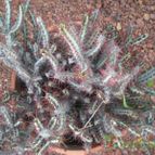 Collecion de Piquina