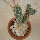 Collecion de Piquina