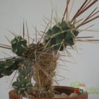 Collecion de Piquina