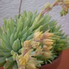Collecion de Piquina