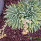 Collecion de Piquina
