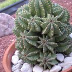 Collecion de Piquina