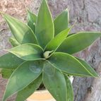Collecion de Piquina