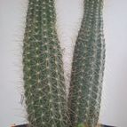 Collecion de Piquina