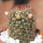 Collecion de Piquina
