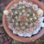 Collecion de Piquina
