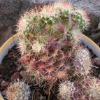 Collecion de Piquina