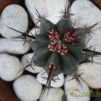 Collecion de Piquina