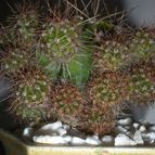 Collecion de Piquina