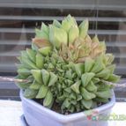Collecion de Piquina