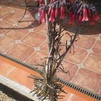 Collecion de Piquina