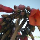 Collecion de Piquina