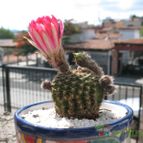 Collecion de Piquina