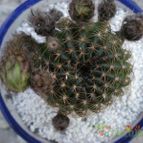 Collecion de Piquina