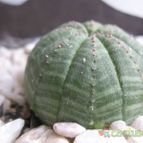 Collecion de Piquina