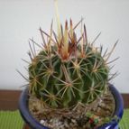 Collecion de Piquina