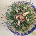 Collecion de Piquina