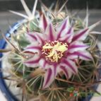 Collecion de Piquina