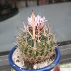 Collecion de Piquina
