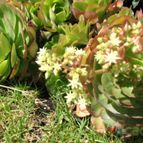 Collecion de Piquina
