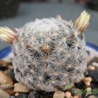 Collecion de Piquina