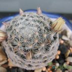 Collecion de Piquina