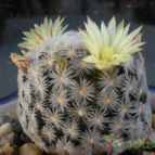 Collecion de Piquina