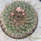 Collecion de Piquina
