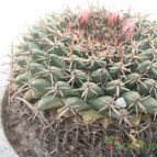 Collecion de Piquina